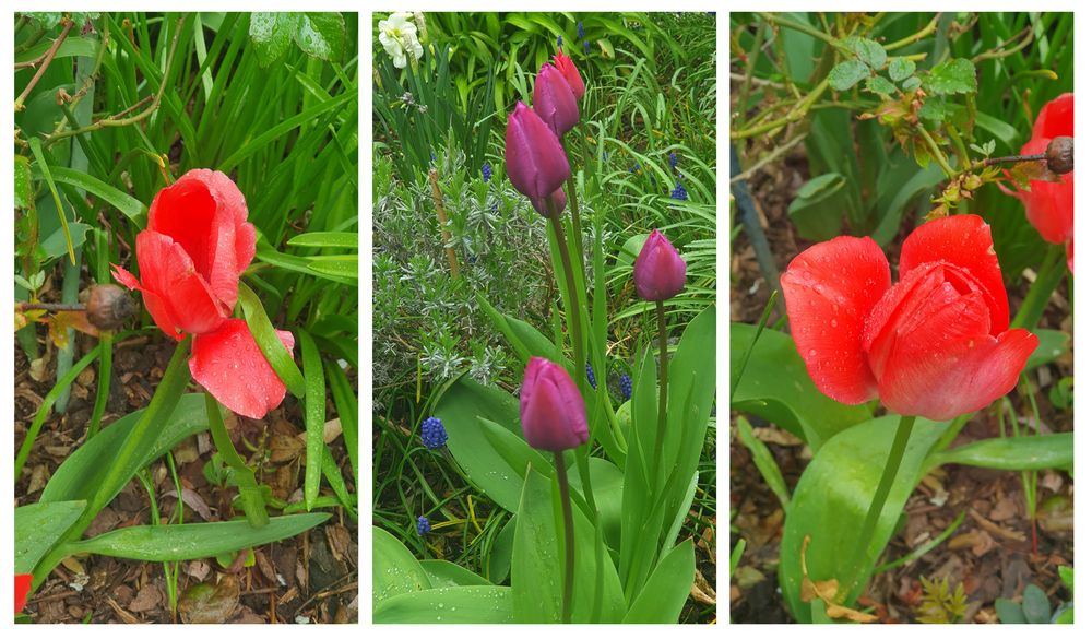 Blütezeit der Tulpen