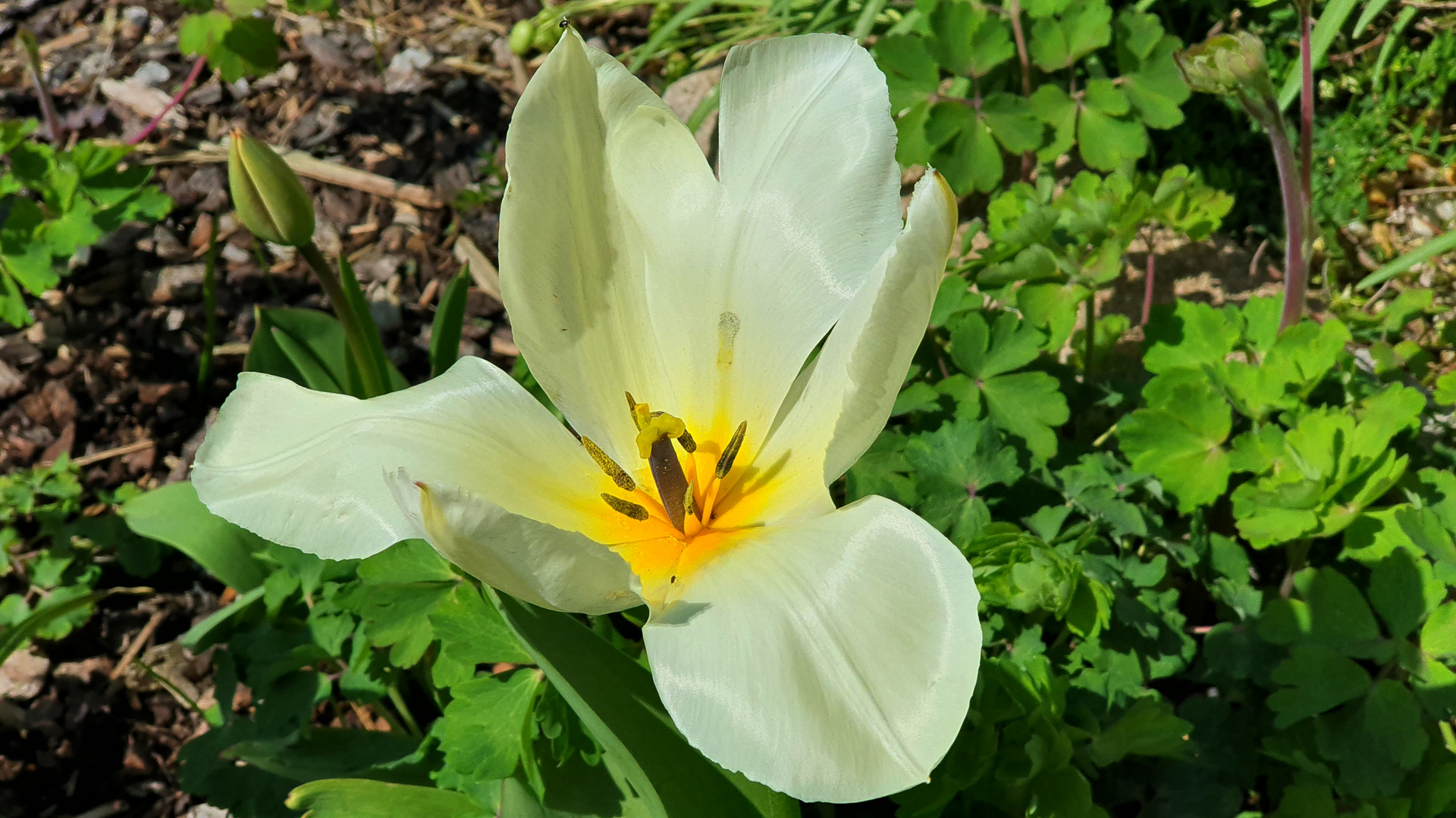 Blütezeit der Tulpen..