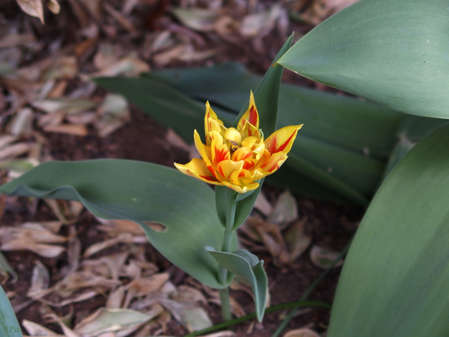 Blütezeit der Tulpen