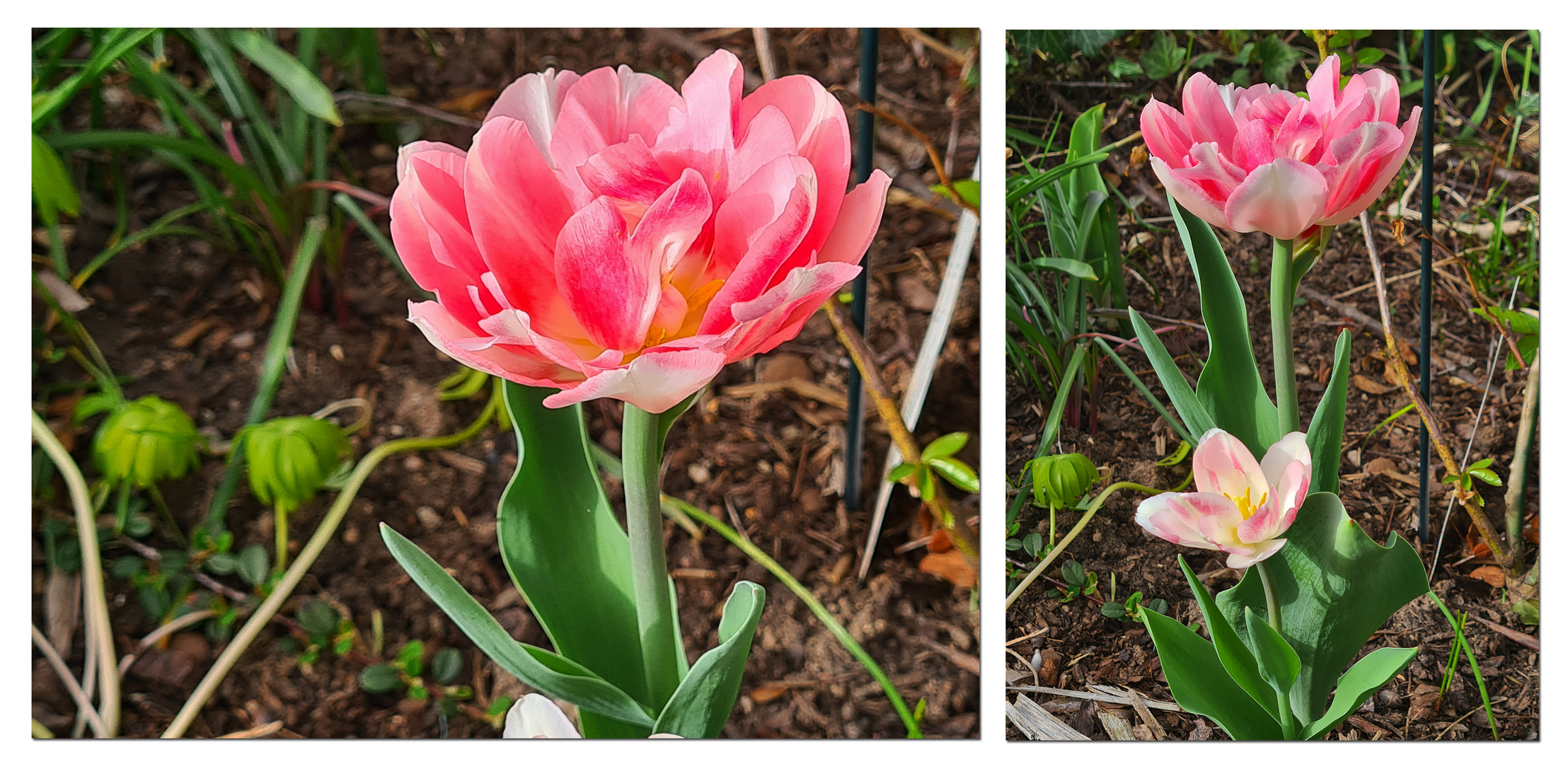 Blütezeit der Tulpen