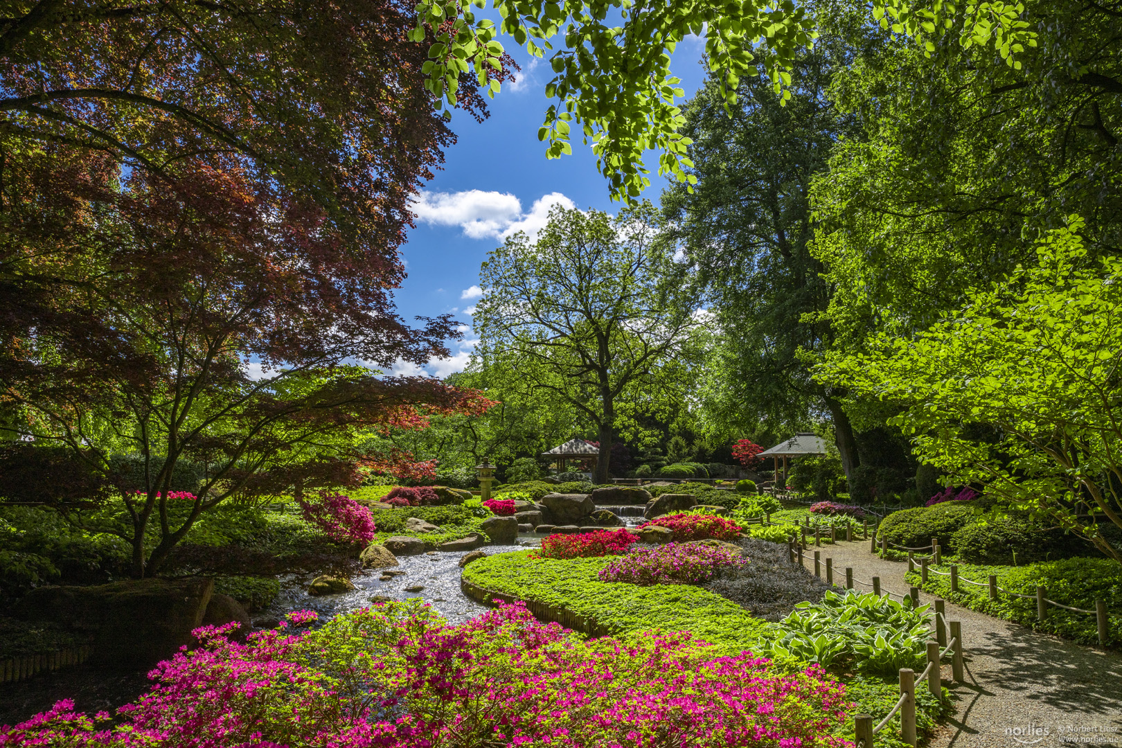 Blütezeit im Japangarten