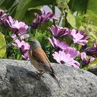 Blüthänfling im Sonnenschein