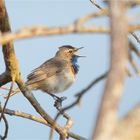 Bluethroat