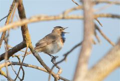 Bluethroat