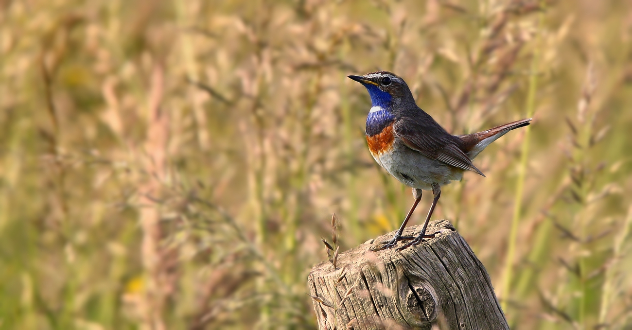 Bluethroat