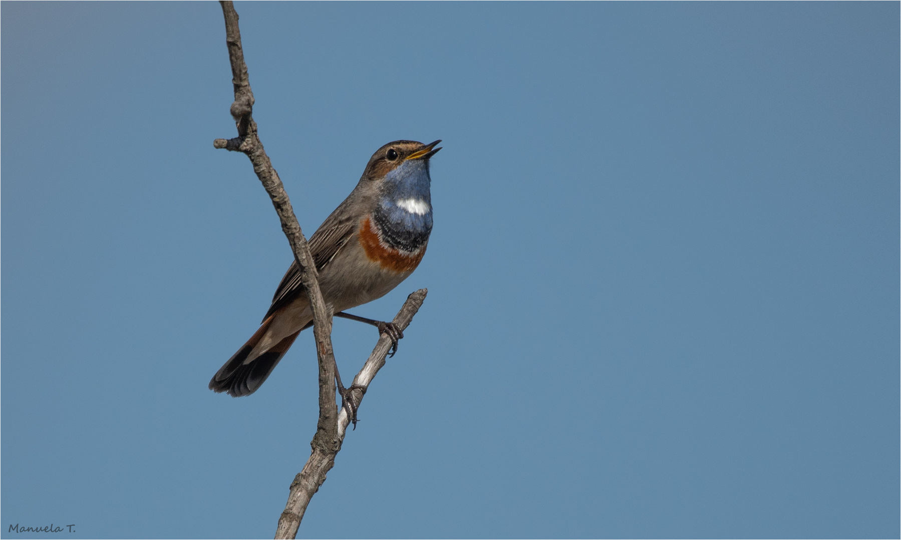 Bluethroat