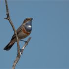 Bluethroat