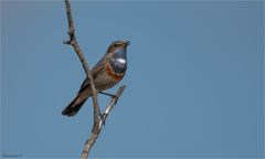 Bluethroat