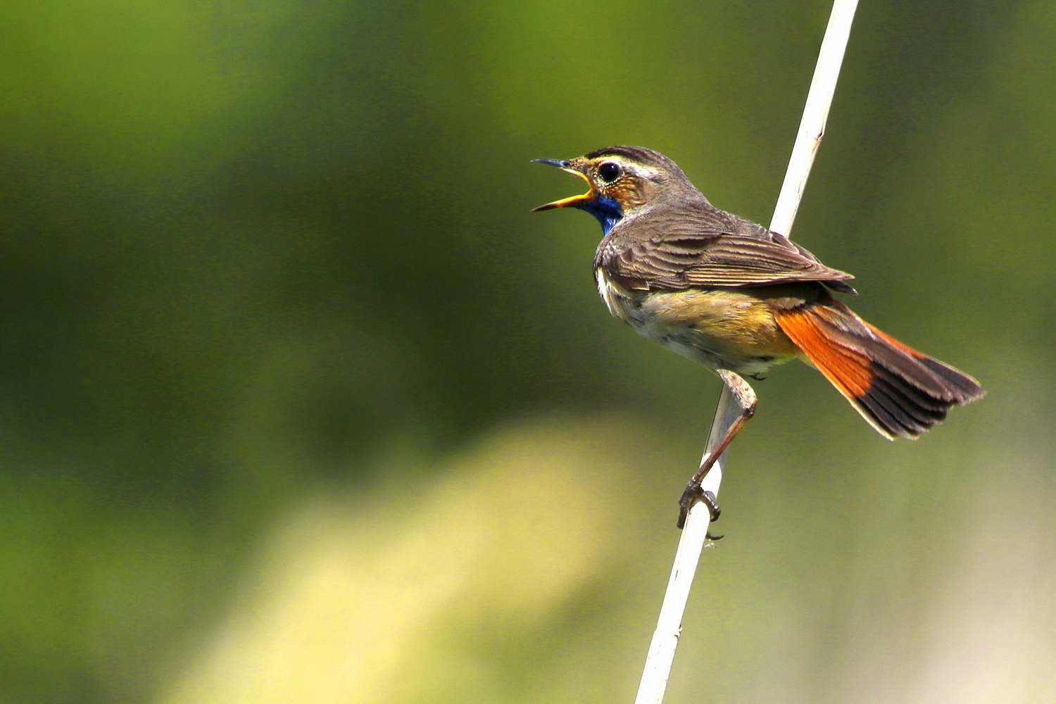 Bluethroat