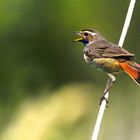 Bluethroat