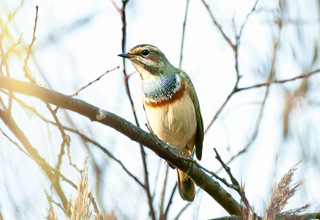 Bluethroat