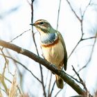 Bluethroat