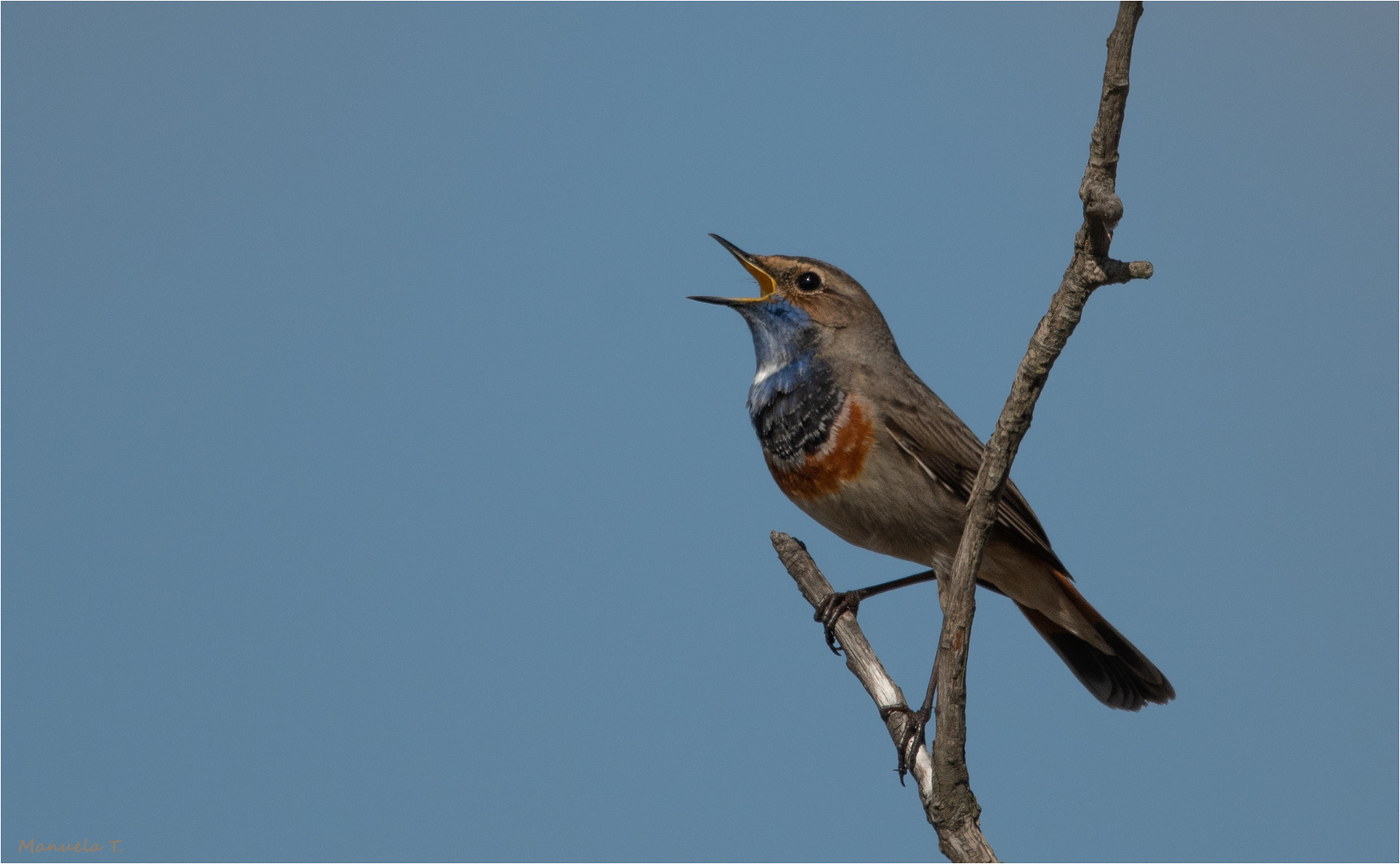 Bluethroat