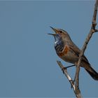 Bluethroat