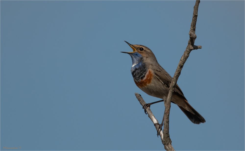 Bluethroat