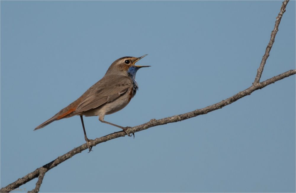 Bluethroat