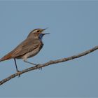 Bluethroat