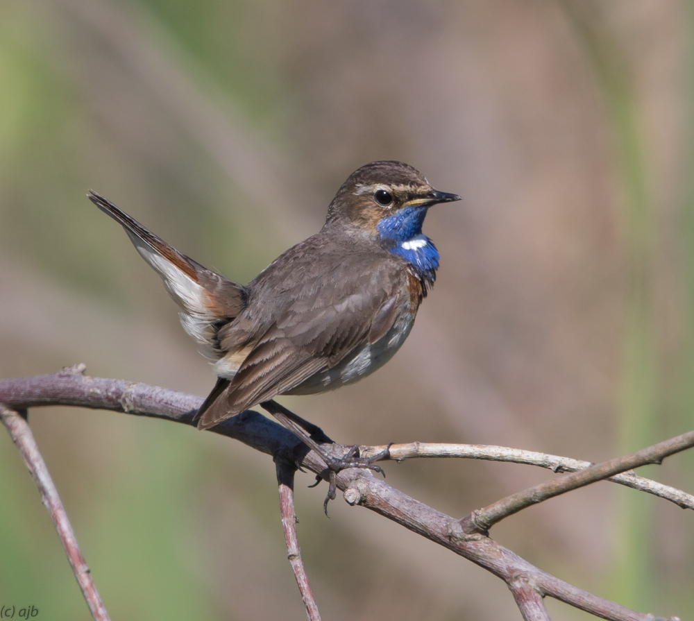 Bluethroat