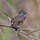 Bluethroat