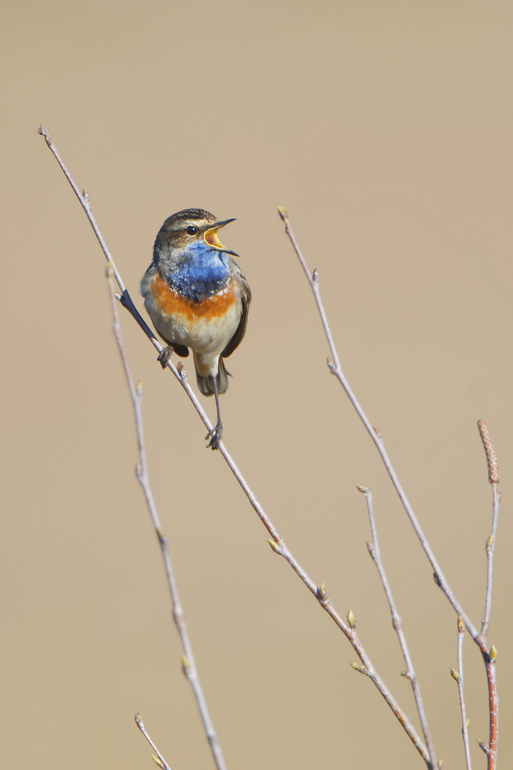 Bluethroat