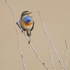 Bluethroat