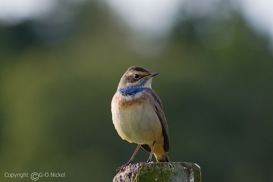 Bluethroat