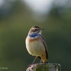 Bluethroat