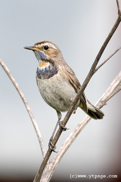 Bluethroat (Luscinia svecica) female