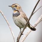 Bluethroat (Luscinia svecica) female