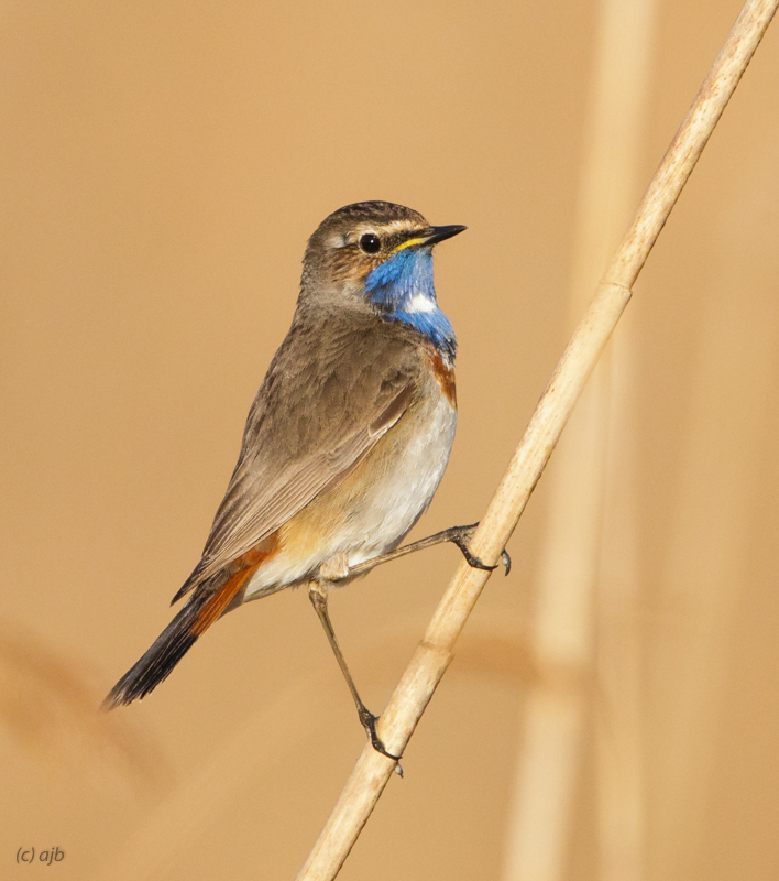 Bluethroat male