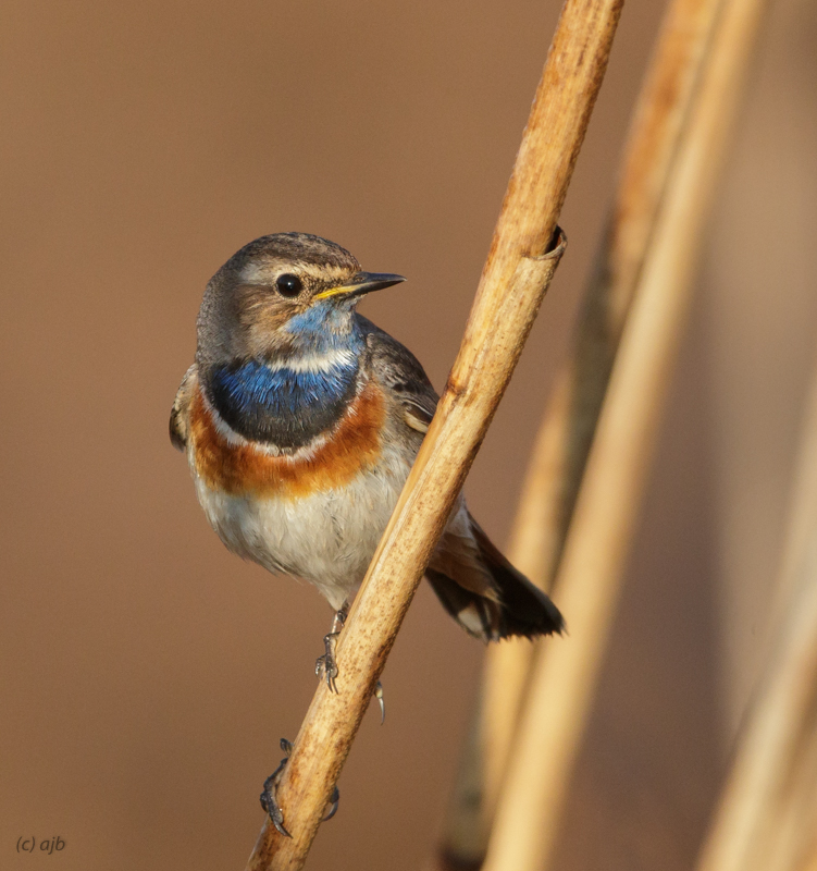 Bluethroat male