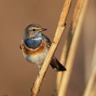 Bluethroat male