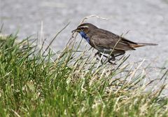 Bluethroated Grasshopper