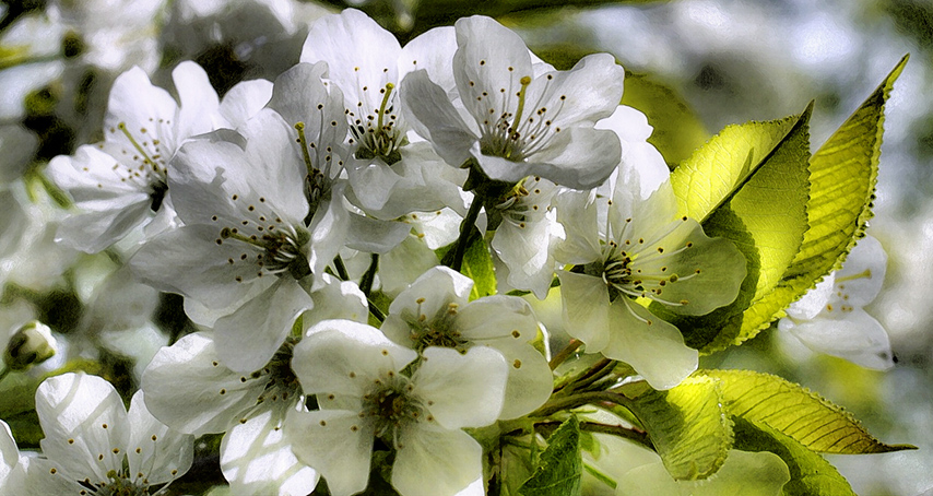 ...blütig, sehne mich nach Frühling