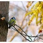 ~Bluetit~