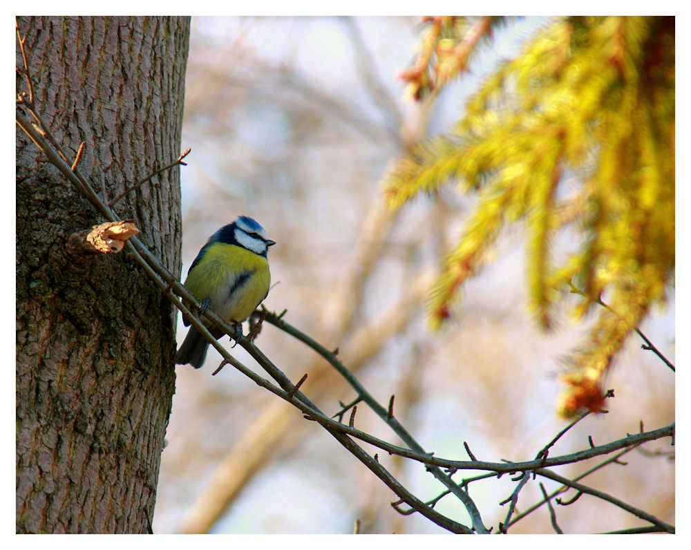 ~Bluetit~