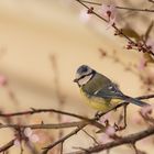 Bluetit in Cherry Tree