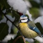 Bluetits for Runaways