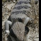 Bluetongue Lizard