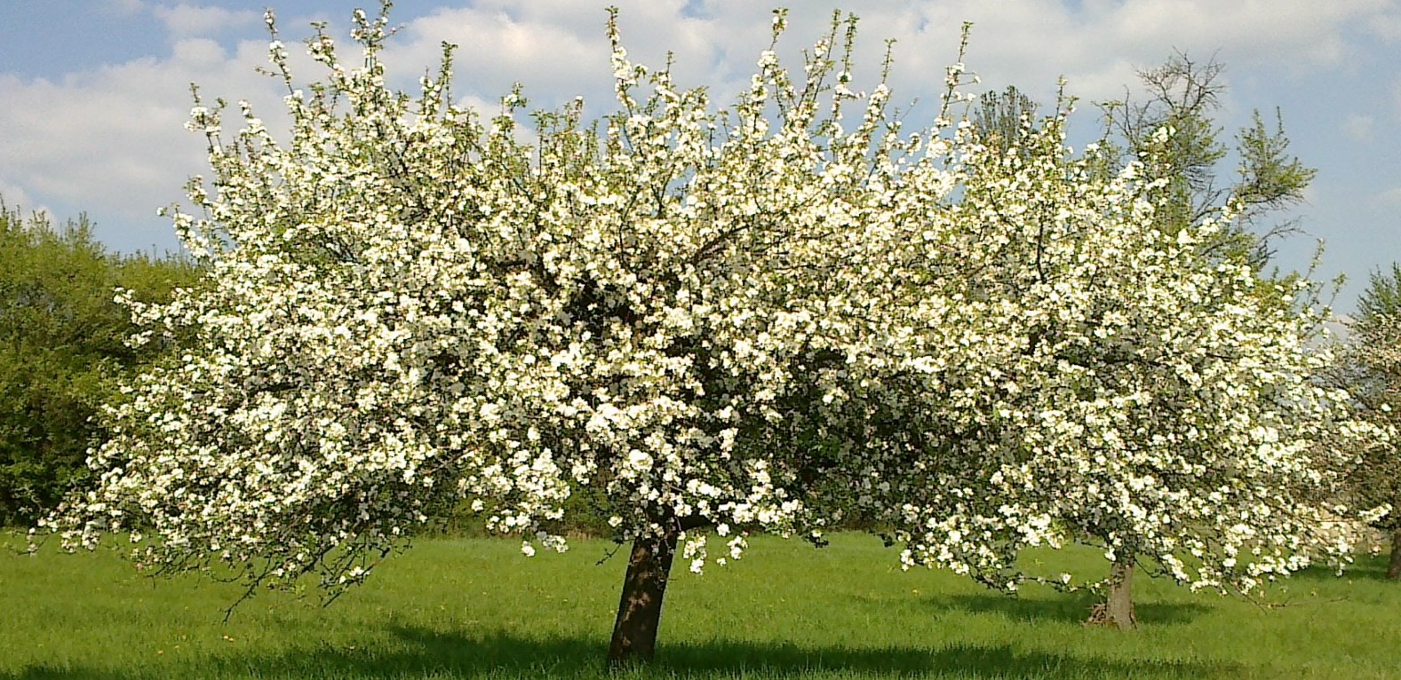 Blüttenbracht vom Apfelbaum