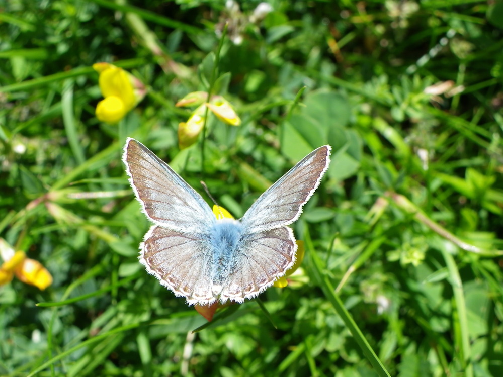 Bluetterfly