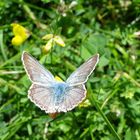 Bluetterfly