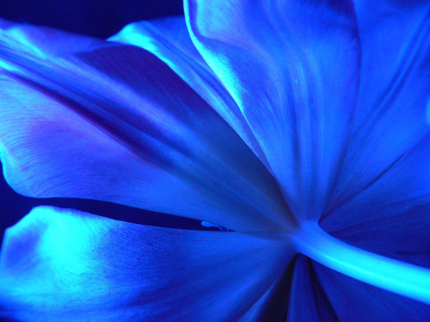 bluetulip