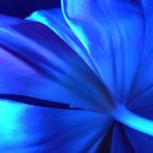 bluetulip