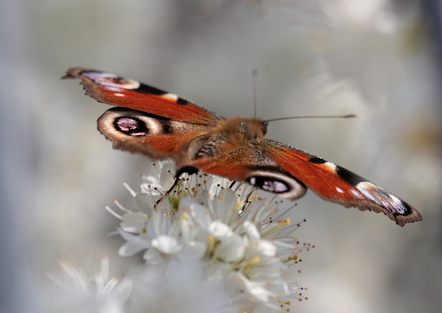 Blütweißchen und Pfauenrot