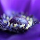 ... blue.violet...