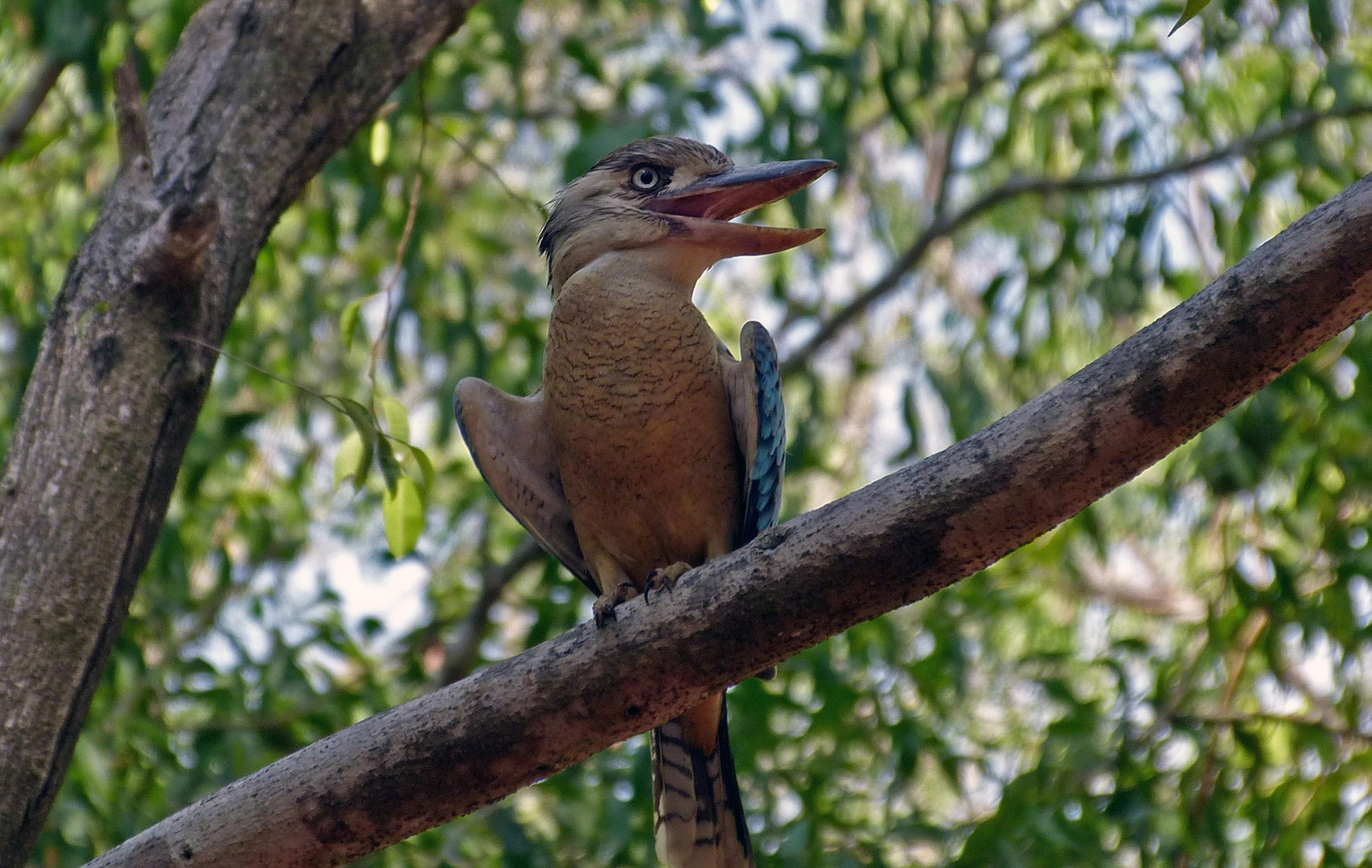 Bluewinged  Kingfischer