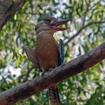 Bluewinged  Kingfischer