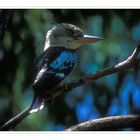 Bluewinged Kookaburra