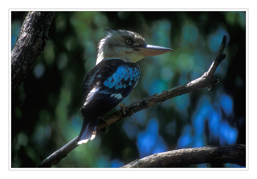 Bluewinged Kookaburra